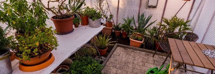 Gartenpflanzen im Gewächshaus
